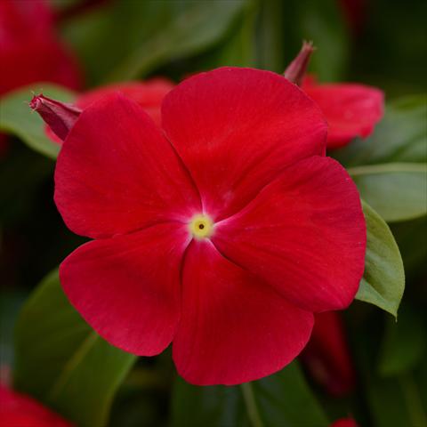 foto van een variëteit aan bloemen, te gebruiken als: Pot - en perkplant Catharanthus roseus - Vinca Titan® F1 Really Red