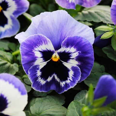 foto van een variëteit aan bloemen, te gebruiken als: Pot - en perkplant Viola wittrockiana Promise F1 Marina Improved