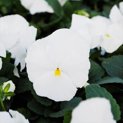 foto van een variëteit aan bloemen, te gebruiken als: Pot - en perkplant Viola wittrockiana Promise F1 Pure White Improved