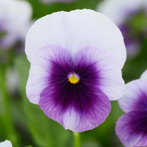 foto van een variëteit aan bloemen, te gebruiken als: Pot - en perkplant Viola cornuta Sorbet® XP F1 Beaconsfield Improved