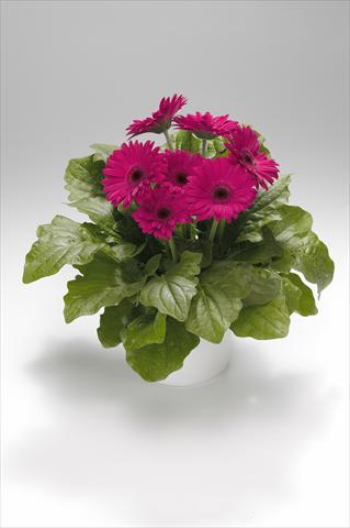 foto van een variëteit aan bloemen, te gebruiken als: Korf / Pot Gerbera jamesonii Royal Rose