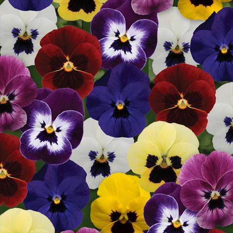 foto van een variëteit aan bloemen, te gebruiken als: Pot - en perkplant Viola cornuta Sorbet® XP F1 Blotch Mixture