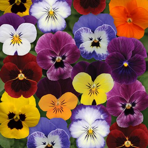 foto van een variëteit aan bloemen, te gebruiken als: Pot - en perkplant Viola cornuta Sorbet® XP F1 Autumn Select Mixture