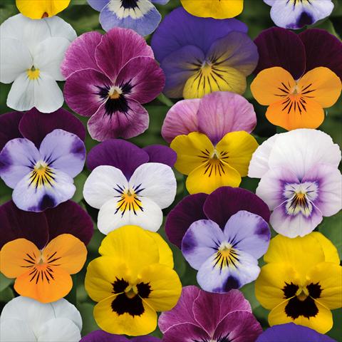 foto van een variëteit aan bloemen, te gebruiken als: Pot - en perkplant Viola cornuta Sorbet® XP F1 Spring Select Mixture