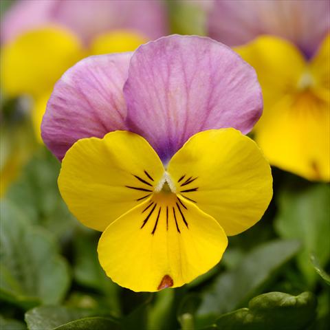 foto van een variëteit aan bloemen, te gebruiken als: Pot - en perkplant Viola cornuta Sorbet® XP F1 Yellow Pink Jump Up