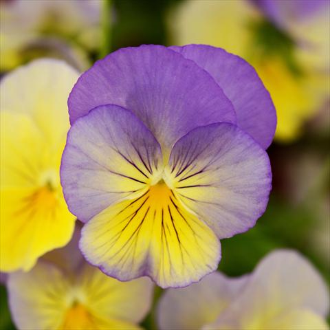 foto van een variëteit aan bloemen, te gebruiken als: Pot - en perkplant Viola wittrockiana Cool Wave® F1 Blueberry Swirl Improved