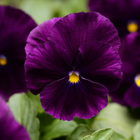 foto van een variëteit aan bloemen, te gebruiken als: Pot - en perkplant Viola wittrockiana Cool Wave® F1 Purple Improved