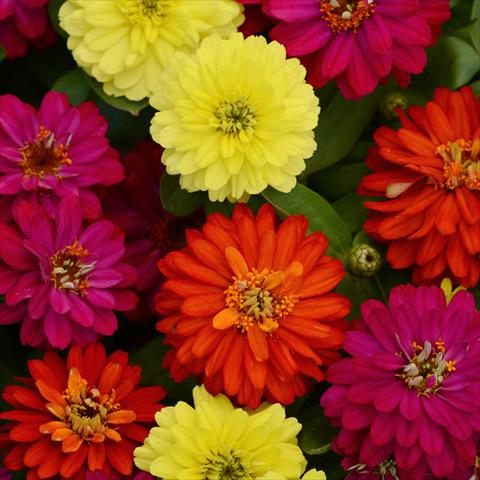 foto van een variëteit aan bloemen, te gebruiken als: Pot - en perkplant Zinnia marylandica Zahara Brilliant Mixture