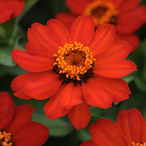 foto van een variëteit aan bloemen, te gebruiken als: Pot - en perkplant Zinnia marylandica Zahara® XL Fire Improved