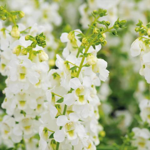 foto van een variëteit aan bloemen, te gebruiken als: Pot - en perkplant Angelonia angustifolia Serena White