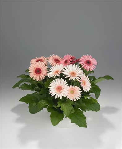 foto van een variëteit aan bloemen, te gebruiken als: Korf / Pot Gerbera jamesonii Royal Semi-double Pink