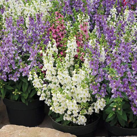 foto van een variëteit aan bloemen, te gebruiken als: Pot - en perkplant Angelonia Serenita Mix