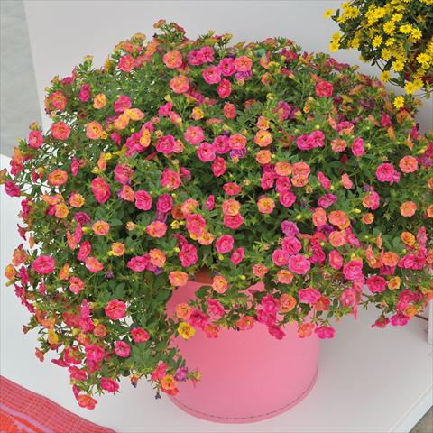 foto van een variëteit aan bloemen, te gebruiken als: Korf / Pot 2 Combo Chameleon Double Pink Yellow