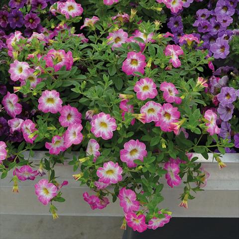 foto van een variëteit aan bloemen, te gebruiken als: Korf / Pot Calibrachoa Chameleon Pink Sorbet