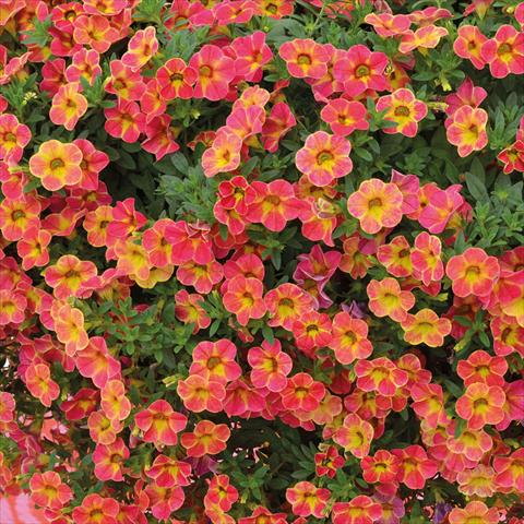 foto van een variëteit aan bloemen, te gebruiken als: Korf / Pot Calibrachoa Chameleon Sunshine Berry
