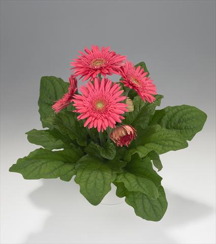 foto van een variëteit aan bloemen, te gebruiken als: Korf / Pot Gerbera jamesonii Royal Semi-double Rose