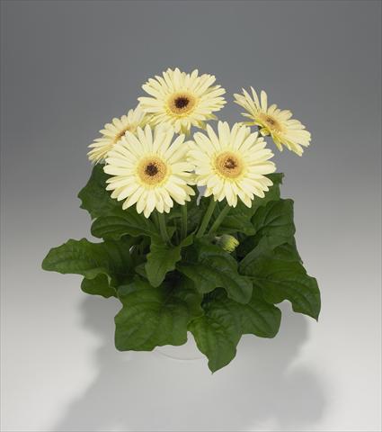 foto van een variëteit aan bloemen, te gebruiken als: Korf / Pot Gerbera jamesonii Royal Semi-double Vanilla