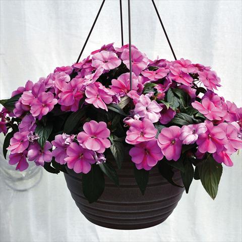 foto van een variëteit aan bloemen, te gebruiken als: Korf / Pot Impatiens N. Guinea Bounce Pink Flame