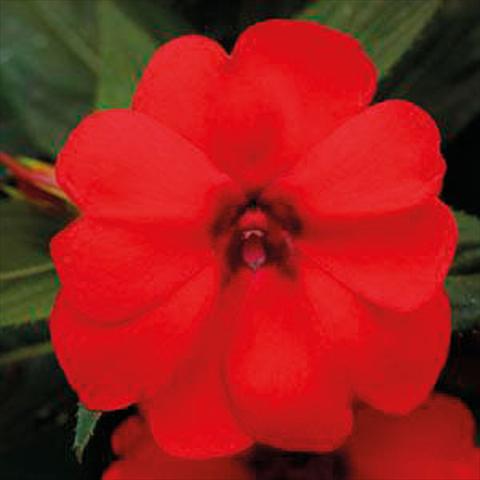 foto van een variëteit aan bloemen, te gebruiken als: Korf / Pot Impatiens N. Guinea Bounce Red