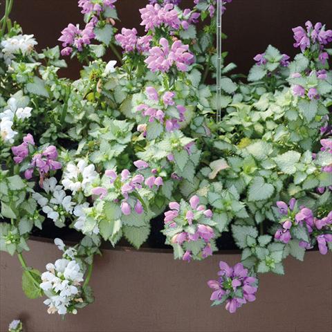 foto van een variëteit aan bloemen, te gebruiken als: Patioplant, potplant Lamium Mega Purple