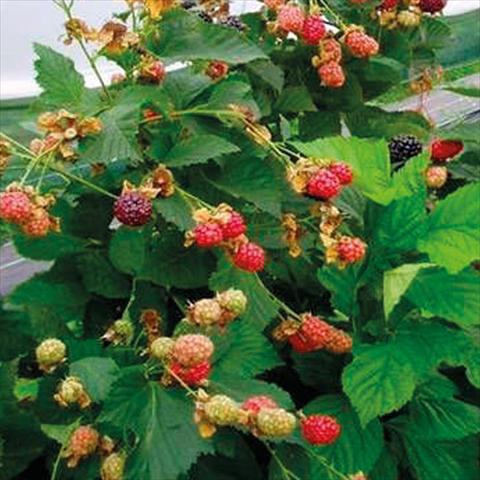 foto van een variëteit aan bloemen, te gebruiken als: Potplant, perkplant, patioplant Rubus ulmifolius Mora Senza Spine Rifiorente Reuben