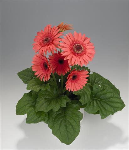 foto van een variëteit aan bloemen, te gebruiken als: Korf / Pot Gerbera jamesonii Royal Semi-double Wartermelon