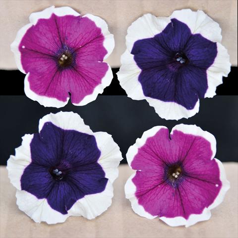foto van een variëteit aan bloemen, te gebruiken als: Korf / Pot Petunia hybrida Vogue Blu & Purple Bordato Mix