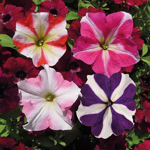 foto van een variëteit aan bloemen, te gebruiken als: Korf / Pot Petunia hybrida Vogue Crazy Stellato Mix