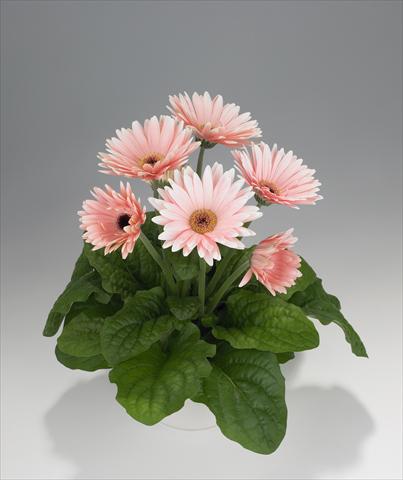 foto van een variëteit aan bloemen, te gebruiken als: Korf / Pot Gerbera jamesonii Royal Soft Pink