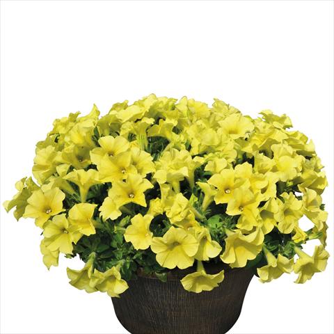 foto van een variëteit aan bloemen, te gebruiken als: Korf / Pot Petunia hybrida Vogue Giallo Antico