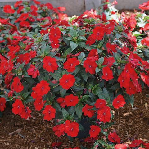 foto van een variëteit aan bloemen, te gebruiken als: Perkplant, potplant of korfplant Impatiens N. Guinea SunPatiens Vigorous Scarlet Red
