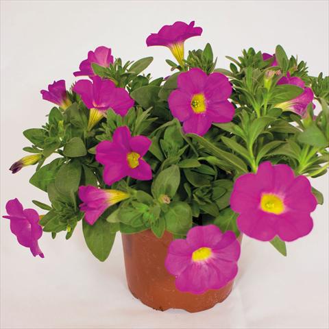 foto van een variëteit aan bloemen, te gebruiken als: Korf / Pot Calibrachoa hybrida SuperCall Pink