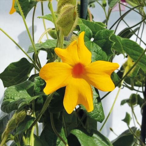 foto van een variëteit aan bloemen, te gebruiken als: Pot - en perkplant Thumbergia Gregorii Gialla