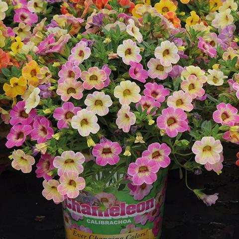 foto van een variëteit aan bloemen, te gebruiken als: Korf / Pot Calibrachoa hybrida Chameleon Pink Passion