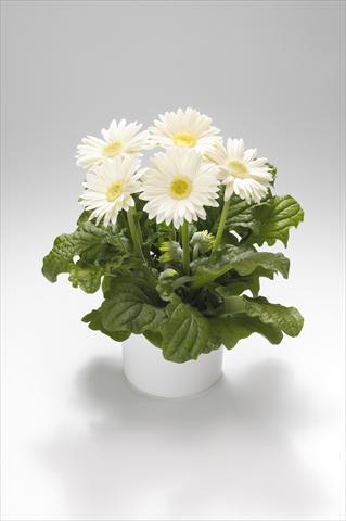 foto van een variëteit aan bloemen, te gebruiken als: Korf / Pot Gerbera jamesonii Royal White