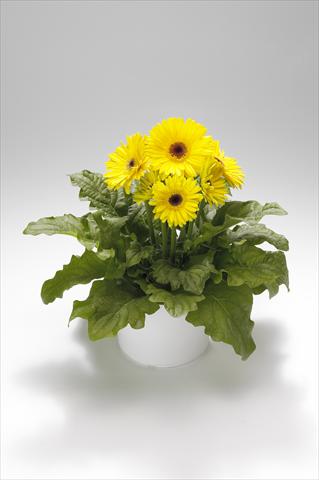 foto van een variëteit aan bloemen, te gebruiken als: Korf / Pot Gerbera jamesonii Royal Yellow