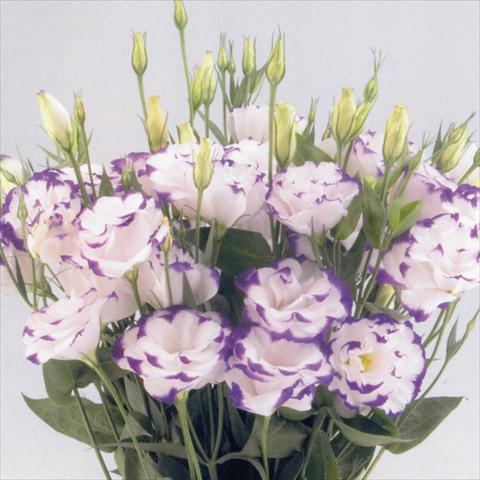 foto van een variëteit aan bloemen, te gebruiken als: Snijbloemen Lisianthus F.1 Magic Blue Picotee