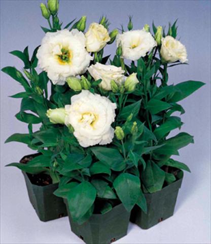 foto van een variëteit aan bloemen, te gebruiken als: Pot Lisianthus (Eustoma grandiflorum) Matador White