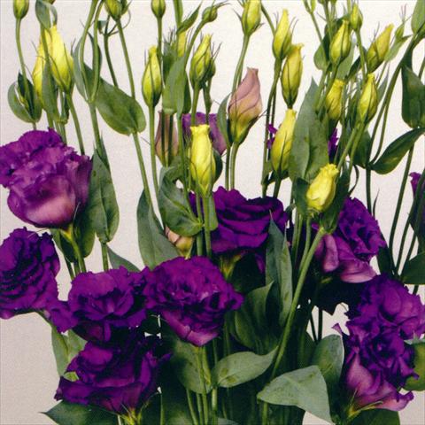 photo of flower to be used as: Cutflower Lisianthus F.1 Magic Blue