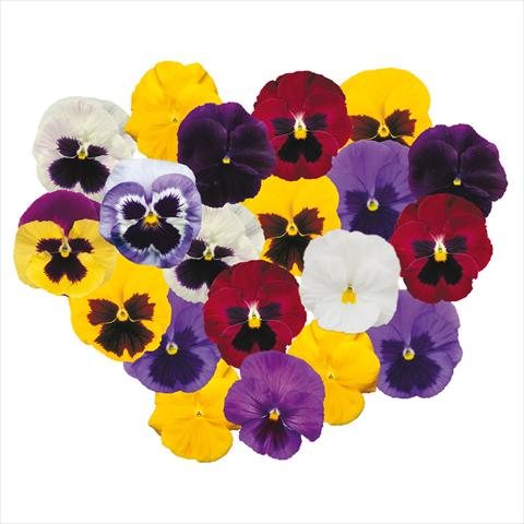 foto van een variëteit aan bloemen, te gebruiken als: Pot - en perkplant Viola wittrockiana F1 Power Choice Mix