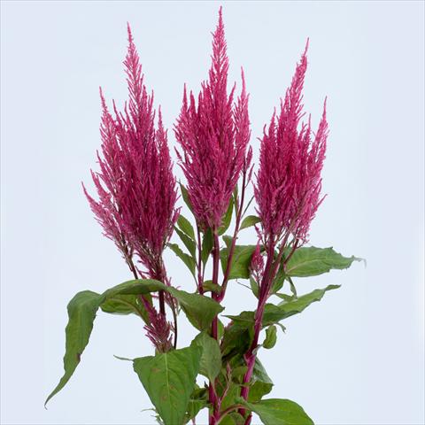 foto van een variëteit aan bloemen, te gebruiken als: Pot - en perkplant Celosia plumosa Century Pink