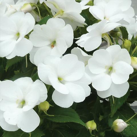 foto van een variëteit aan bloemen, te gebruiken als: Pot - en perkplant Impatiens N. Guinea SunPatiens® Vigorous Clear White