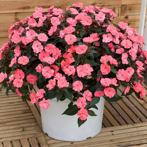 foto van een variëteit aan bloemen, te gebruiken als: Pot - en perkplant Impatiens N. Guinea SunPatiens® Vigorous Pink Pearl