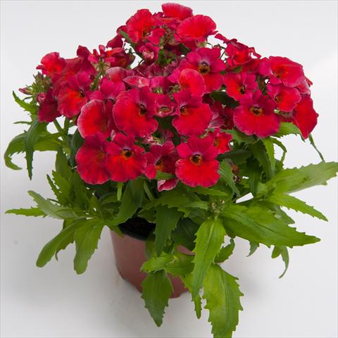 foto van een variëteit aan bloemen, te gebruiken als: Pot - en perkplant Nemesia hybrida Nebula Rosy Red