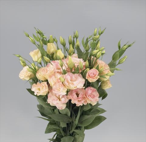 foto van een variëteit aan bloemen, te gebruiken als: Snijbloemen Lisianthus F.1 Magic Champagne
