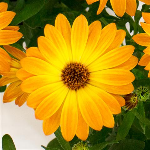 foto van een variëteit aan bloemen, te gebruiken als: Pot - en perkplant Osteospermum Cape Daisy® Orange Sorbet