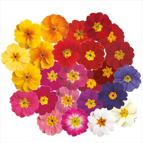 foto van een variëteit aan bloemen, te gebruiken als: Pot - en perkplant Primula acaulis, veris, vulgaris Primula acaulis Danova