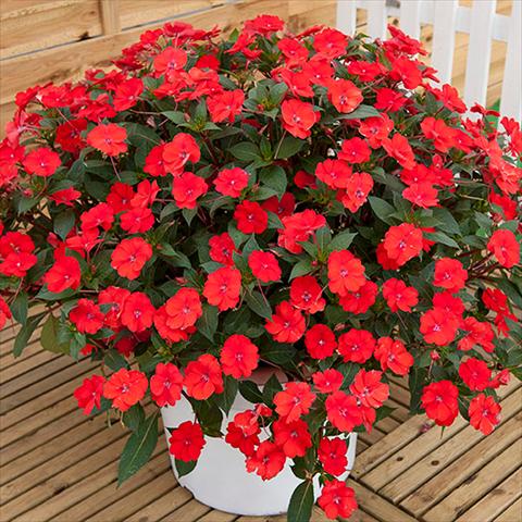 foto van een variëteit aan bloemen, te gebruiken als: Perkplant, potplant of korfplant Impatiens N. Guinea Sunpatiens Vigorous Scarlet Red