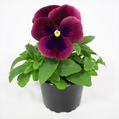 foto van een variëteit aan bloemen, te gebruiken als: Perkplant, potplant of korfplant Viola wittrockiana Premier Carmine Rose with Blotch