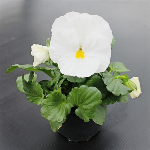 foto van een variëteit aan bloemen, te gebruiken als: Perkplant, potplant of korfplant Viola wittrockiana Premier Clear White